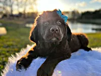 Ruby, a female Newfoundland for sale in Pikeville, TN – Photo 4 of 4