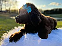 Ruby, a female Newfoundland for sale in Pikeville, TN – Photo 3 of 4