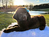 Ruby, a female Newfoundland for sale in Pikeville, TN – Photo 1 of 4