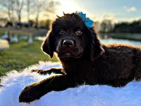 Ruby, a female Newfoundland for sale in Pikeville, TN – Photo 2 of 4
