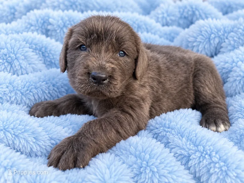 Rooster – Newfoundland puppy for sale in Pikeville, TN
