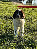 REDUCED (Casey), a male Newfoundland for sale in Pikeville, TN – Photo 5 of 9