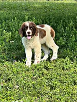 REDUCED (Casey), a male Newfoundland for sale in Pikeville, TN – Photo 9 of 9