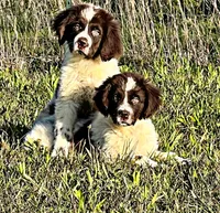 REDUCED (Casey), a male Newfoundland for sale in Pikeville, TN – Photo 4 of 9