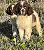 REDUCED (Casey), a male Newfoundland for sale in Pikeville, TN – Photo 6 of 9
