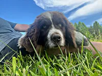 REDUCED (Casey), a male Newfoundland for sale in Pikeville, TN – Photo 2 of 9