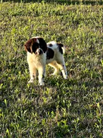 REDUCED (Casey), a male Newfoundland for sale in Pikeville, TN – Photo 7 of 9