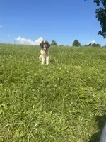 REDUCED (Casey), a male Newfoundland for sale in Pikeville, TN – Photo 3 of 9