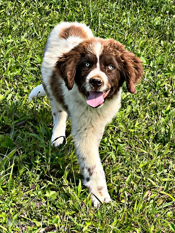 REDUCED (Casey), a male Newfoundland for sale in Pikeville, TN – Photo 1 of 9