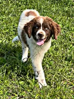 REDUCED (Casey), a male Newfoundland for sale in Pikeville, TN – Photo 1 of 9
