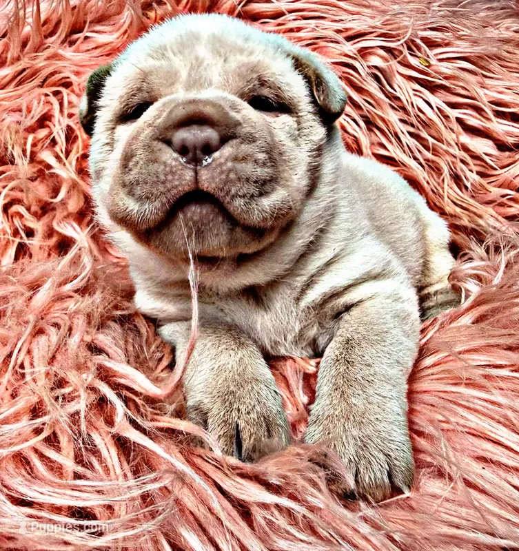 Minnie – Chinese Shar-Pei puppy for sale in Pikeville, TN
