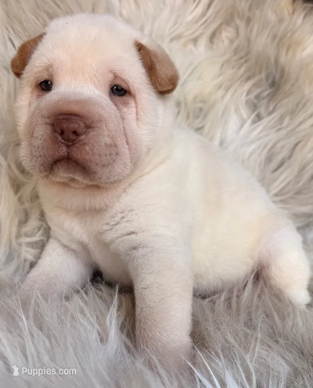 Zebb – Chinese Shar-Pei puppy for sale in Pikeville, TN