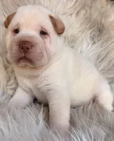 Zebb, a male Chinese Shar-Pei for sale in Pikeville, TN – 1 of 5