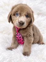 Liam, a male Newfoundland for sale in Pikeville, TN – 2 of 2