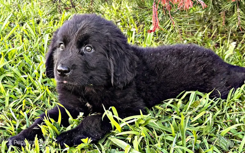 Hughey – Newfoundland puppy for sale in Pikeville, TN