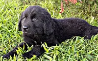 Hughey, a male Newfoundland for sale in Pikeville, TN – 1 of 3