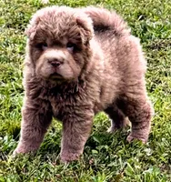 Betsy, a female Chinese Shar-Pei for sale in Pikeville, TN – 1 of 3