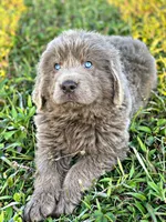 Jabba, a male Newfoundland for sale in Pikeville, TN – 5 of 7