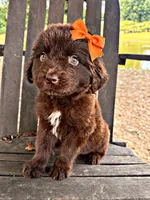 Dovey, a female Newfoundland for sale in Pikeville, TN – 3 of 7