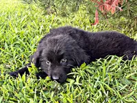 Hughey, a male Newfoundland for sale in Pikeville, TN – 3 of 3
