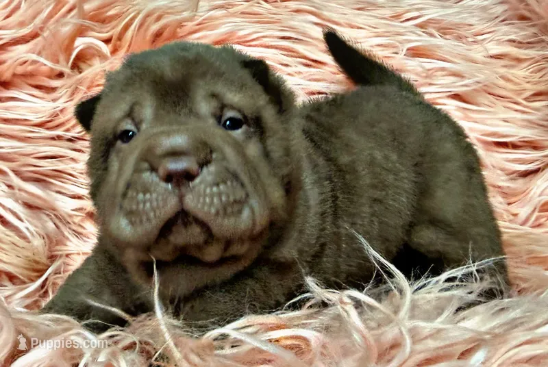 Jonah – Chinese Shar-Pei puppy for sale in Pikeville, TN
