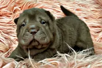 Jonah, a male Chinese Shar-Pei for sale in Pikeville, TN – 1 of 4