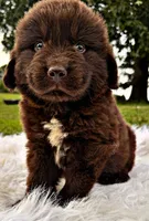 Toby, a male Newfoundland for sale in Pikeville, TN – 2 of 4
