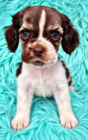 Jessie, a male Cocker Spaniel for sale in Pikeville, TN – 2 of 6