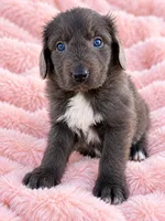 Bree, a female Newfoundland for sale in Pikeville, TN – 3 of 3