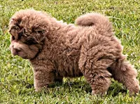 Boomer, a male Chinese Shar-Pei for sale in Pikeville, TN – 2 of 3