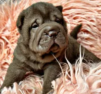 Jonah, a male Chinese Shar-Pei for sale in Pikeville, TN – 2 of 4