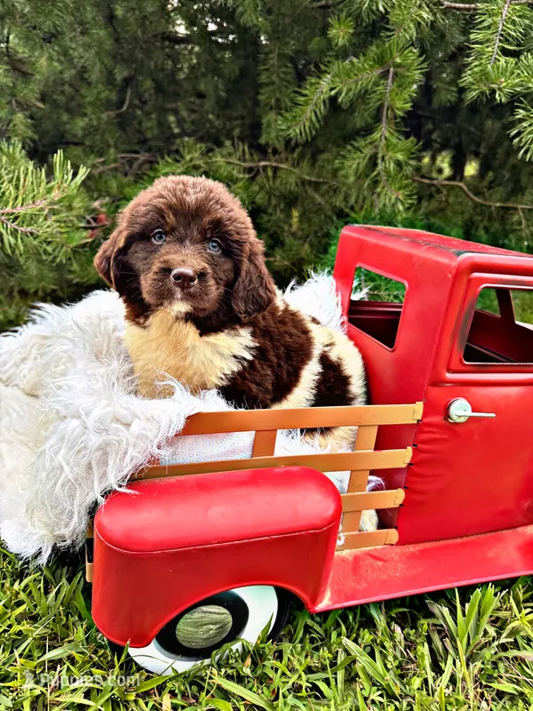 Lolli – Newfoundland puppy for sale in Pikeville, TN