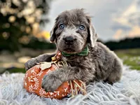 Sterling, a male Newfoundland for sale in Pikeville, TN – Photo 2 of 9