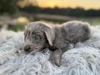 Sterling, a male Newfoundland for sale in Pikeville, TN – Photo 4 of 9