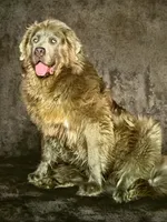 Sterling, a male Newfoundland for sale in Pikeville, TN – Photo 6 of 9