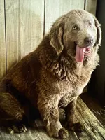Sterling, a male Newfoundland for sale in Pikeville, TN – Photo 8 of 9