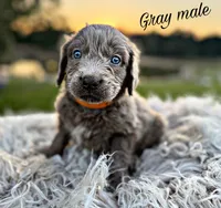 Sterling, a male Newfoundland for sale in Pikeville, TN – Photo 5 of 9