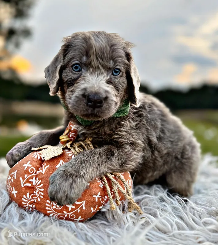 Sterling, a male Newfoundland for sale in Pikeville, TN – Photo 1 of 9