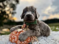 Sterling, a male Newfoundland for sale in Pikeville, TN – Photo 3 of 9