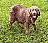 Boomer, a male Newfoundland for sale in Pikeville, TN – 4 of 7