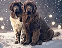 Dovey, a female Newfoundland for sale in Pikeville, TN – 6 of 7