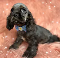 Casper, a male Cocker Spaniel for sale in Pikeville, TN – Photo 8 of 9