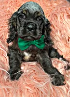 Casper, a male Cocker Spaniel for sale in Pikeville, TN – Photo 4 of 9