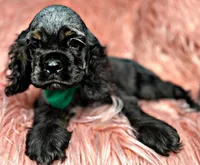 Casper, a male Cocker Spaniel for sale in Pikeville, TN – Photo 9 of 9