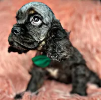 Casper, a male Cocker Spaniel for sale in Pikeville, TN – Photo 5 of 9