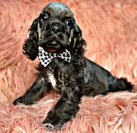 Casper, a male Cocker Spaniel for sale in Pikeville, TN – Photo 2 of 9