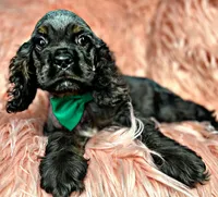 Casper, a male Cocker Spaniel for sale in Pikeville, TN – Photo 1 of 9