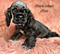 Casper, a male Cocker Spaniel for sale in Pikeville, TN – Photo 3 of 9