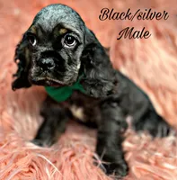 Casper, a male Cocker Spaniel for sale in Pikeville, TN – Photo 6 of 9