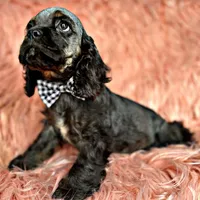 Casper, a male Cocker Spaniel for sale in Pikeville, TN – Photo 7 of 9
